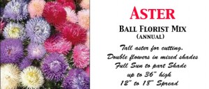 Aster Ball Florist
