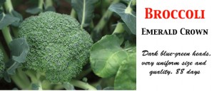 Broccoli Emerald Crown