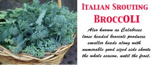 Broccoli It. Spr.