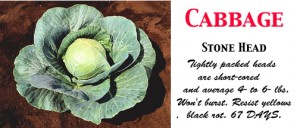 Cabbage Stone Head