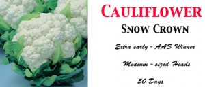 Cauli Snow Crown