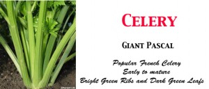 Celery Pascal label