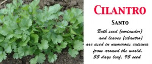 Cilantro Santo