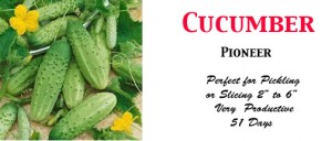 Cuke Pioneer