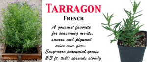 FR. Tarragon