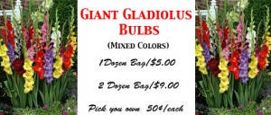 Glads Bulbs  small