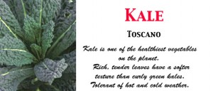 Kale Toscano