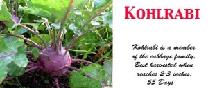 Kohlrabi Purple Vienna