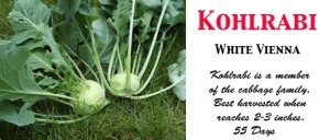 Kohlrabi White Vienna