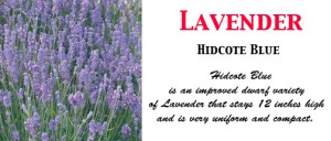 Lavender Hidecote blue
