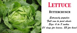Lettuce Buttercrunch