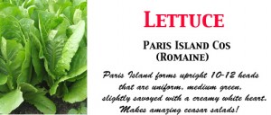 Lettuce Cos