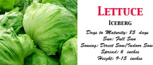 Lettuce Iceberg