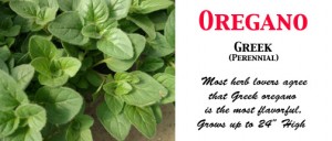 Oregano Greek