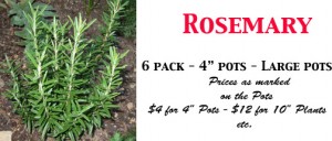 Rosemary