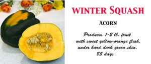 acornsquash