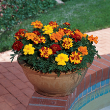 marigold french Durango Mix