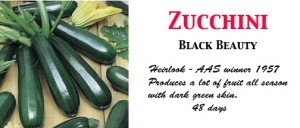 zucchiniblabeauty