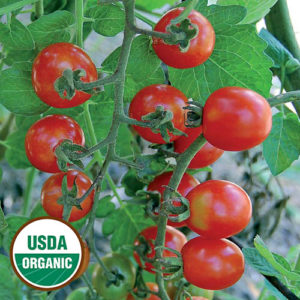 0109-mexico-midget-tomato-organic