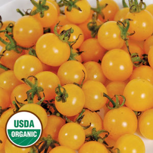 0118-igleheart-yellow-cherry-tomato-organic