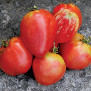 0444-hungarian-heart-tomato