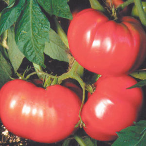Tom. German Pink